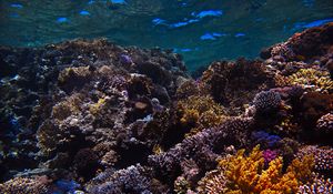 Preview wallpaper reef, coral, sea, underwater, water