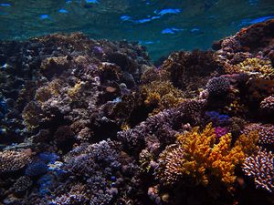 Preview wallpaper reef, coral, sea, underwater, water