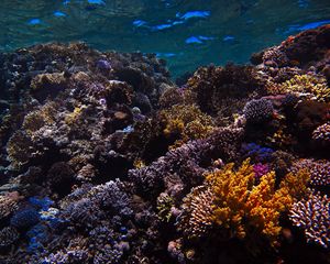 Preview wallpaper reef, coral, sea, underwater, water