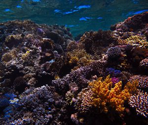 Preview wallpaper reef, coral, sea, underwater, water