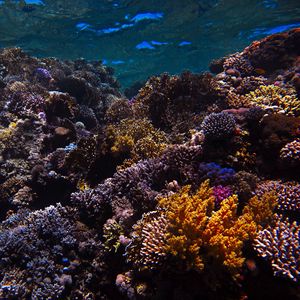 Preview wallpaper reef, coral, sea, underwater, water