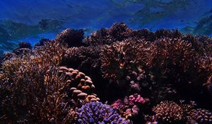 Preview wallpaper reef, corals, nautical, underwater world