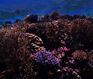 Preview wallpaper reef, corals, nautical, underwater world