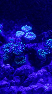 Preview wallpaper reef, corals, nautical, underwater world, blue