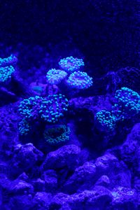 Preview wallpaper reef, corals, nautical, underwater world, blue