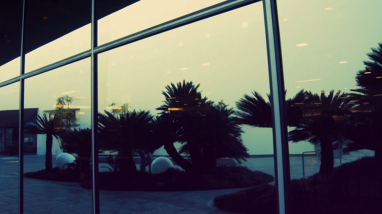 Wallpaper reflection, palm, glass, evening, building