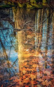 Preview wallpaper reflection, tree, leaves, autumn, branches