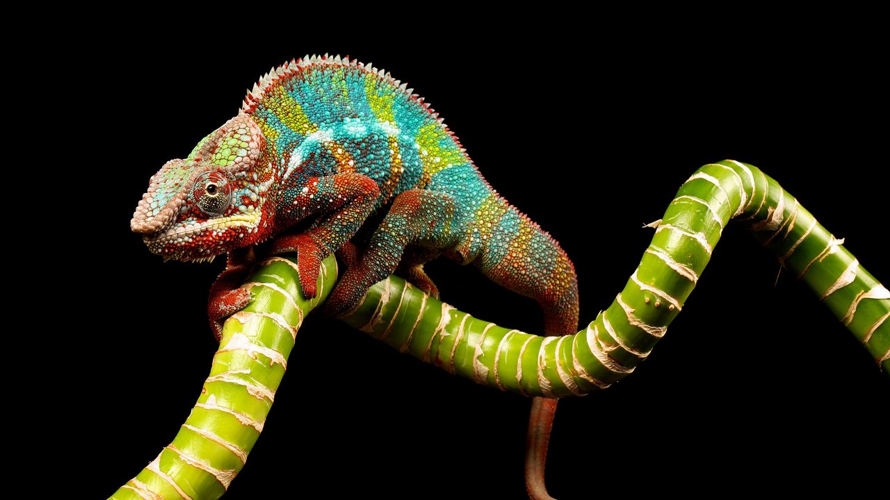 Wallpaper reptile, chameleon, color, twig