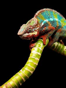 reptile wallpapers APK for Android Download