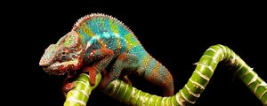 Preview wallpaper reptile, chameleon, color, twig