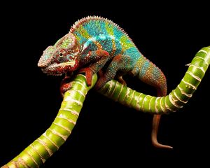 Preview wallpaper reptile, chameleon, color, twig
