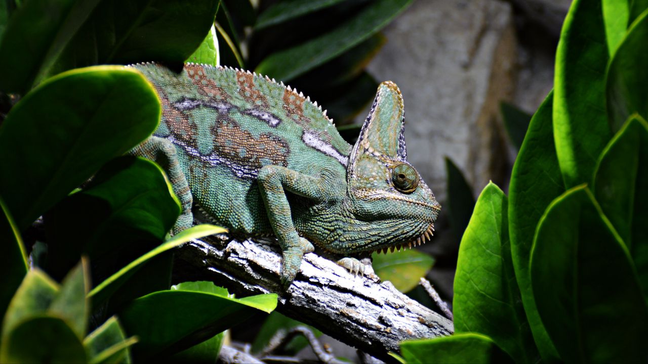 Wallpaper reptile, chameleon, profile, animal