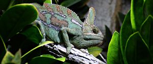 Preview wallpaper reptile, chameleon, profile, animal
