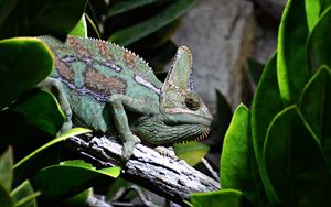 Preview wallpaper reptile, chameleon, profile, animal