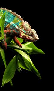Preview wallpaper reptile, chameleon, twigs