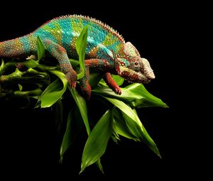 Preview wallpaper reptile, chameleon, twigs