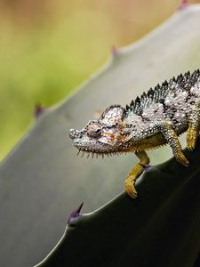 Preview wallpaper reptile, climbing, grass, leaves