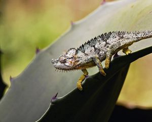 Preview wallpaper reptile, climbing, grass, leaves