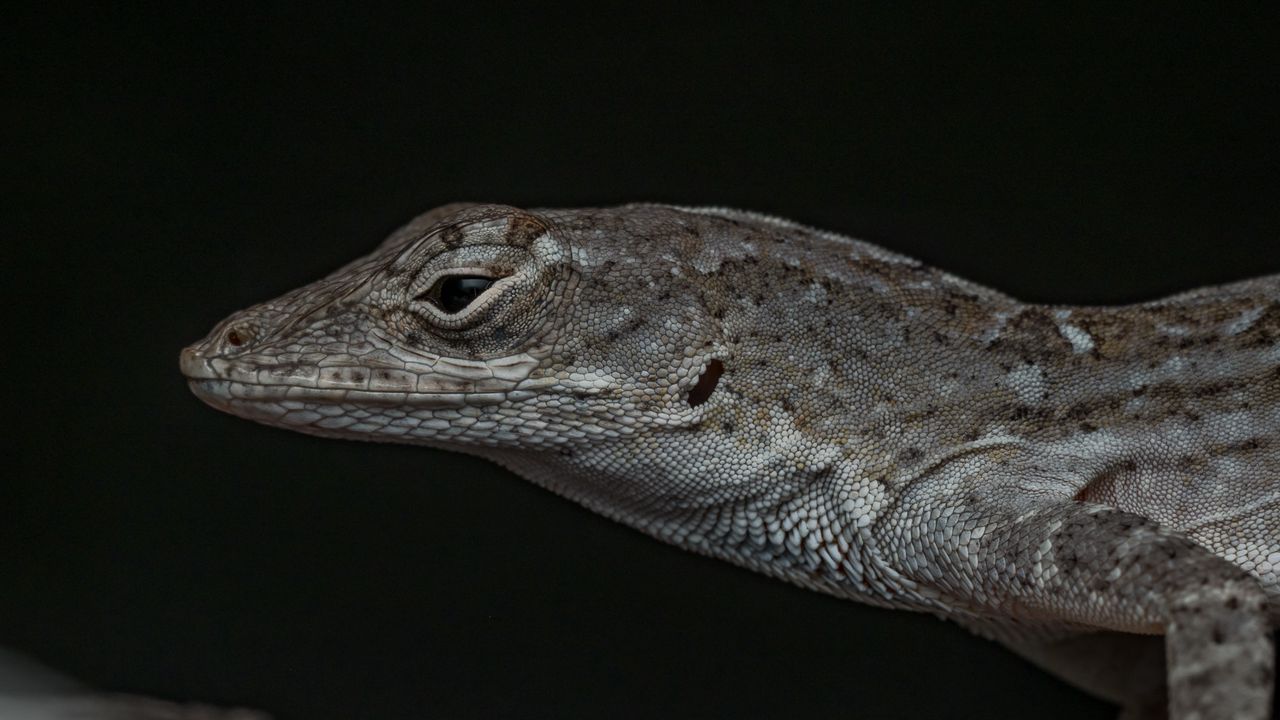 Wallpaper reptile, lizard, dark