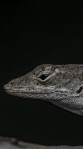 Preview wallpaper reptile, lizard, dark