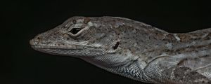 Preview wallpaper reptile, lizard, dark