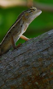 Preview wallpaper reptile, lizard, tree