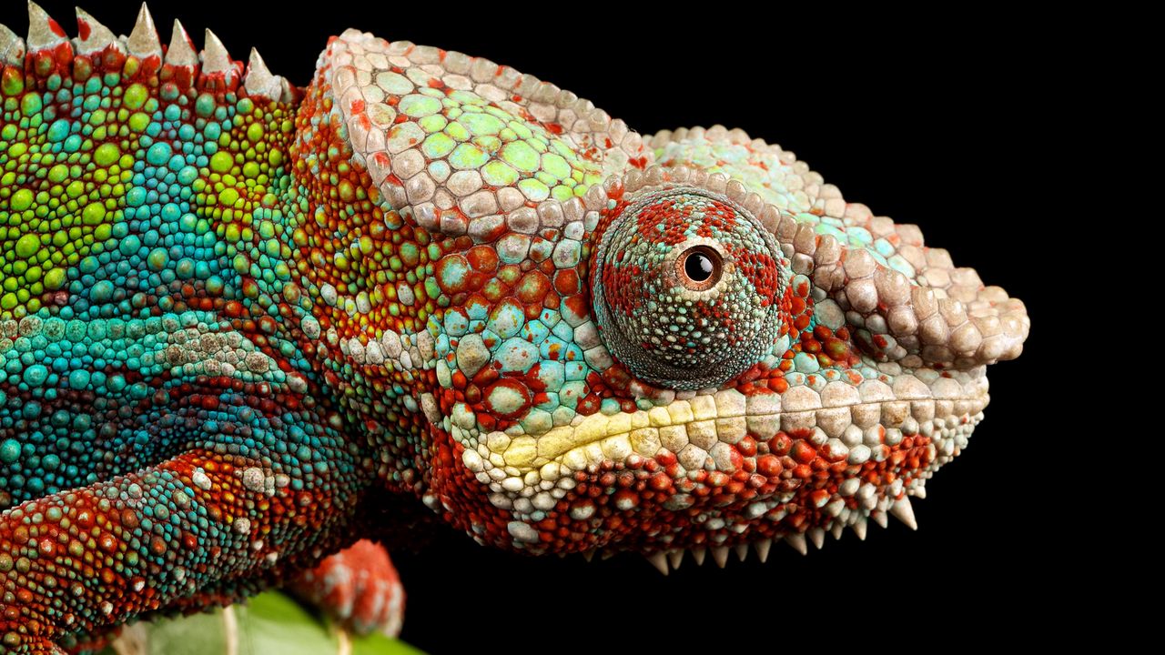 Wallpaper reptile, look, chameleon