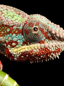 Preview wallpaper reptile, look, chameleon