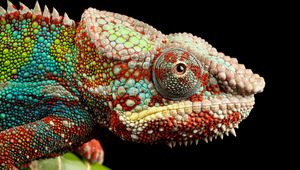 Preview wallpaper reptile, look, chameleon