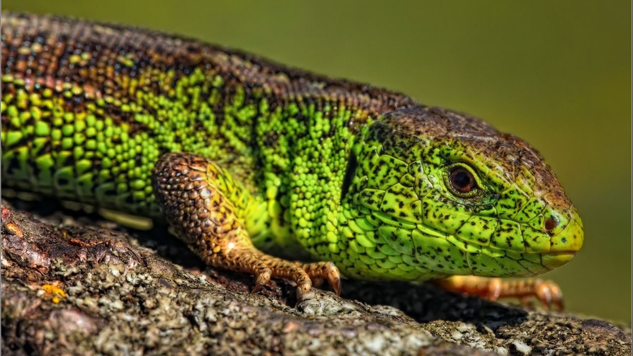 Wallpaper reptile, look, lizard, color