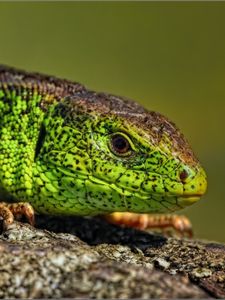 Preview wallpaper reptile, look, lizard, color