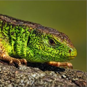 Preview wallpaper reptile, look, lizard, color