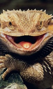 Preview wallpaper reptile, swollen, teeth, anger