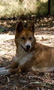 Preview wallpaper resting, dingo, lies, wild dog