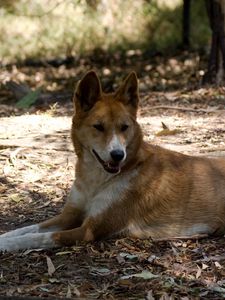 Preview wallpaper resting, dingo, lies, wild dog