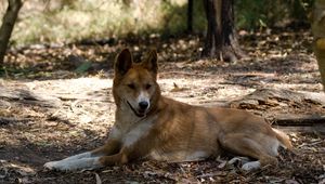 Preview wallpaper resting, dingo, lies, wild dog