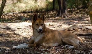 Preview wallpaper resting, dingo, lies, wild dog