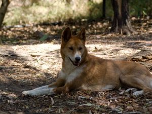 Preview wallpaper resting, dingo, lies, wild dog