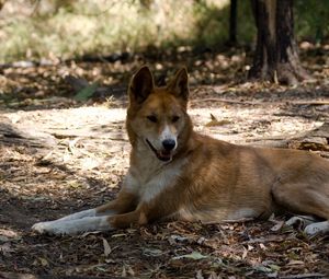 Preview wallpaper resting, dingo, lies, wild dog