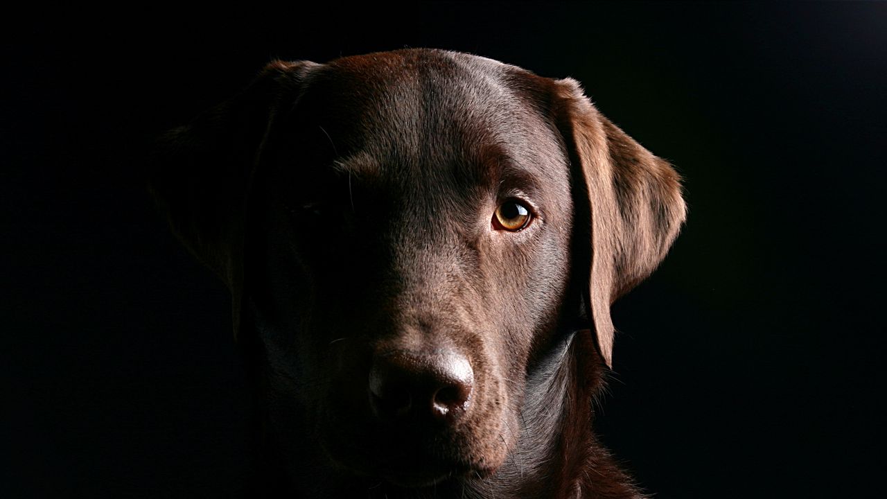 Wallpaper retriever, dog, muzzle, shadow, ears