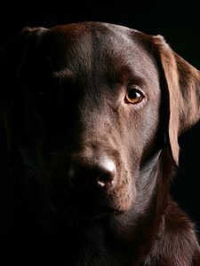 Preview wallpaper retriever, dog, muzzle, shadow, ears
