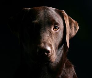 Preview wallpaper retriever, dog, muzzle, shadow, ears