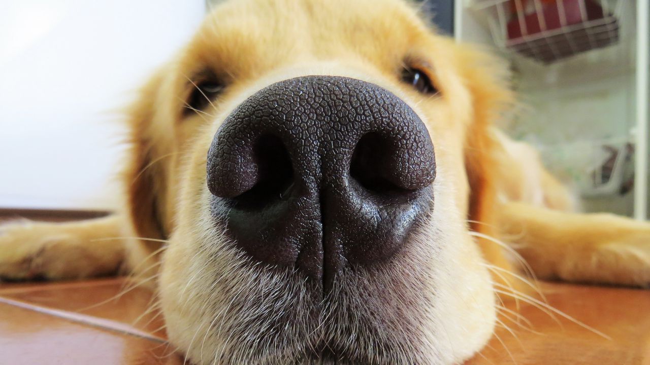 Wallpaper retriever, dog, nose, muzzle