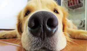 Preview wallpaper retriever, dog, nose, muzzle
