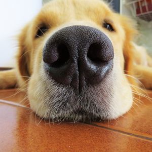 Preview wallpaper retriever, dog, nose, muzzle