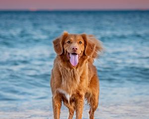 Preview wallpaper retriever, dog, pet, protruding tongue, sea