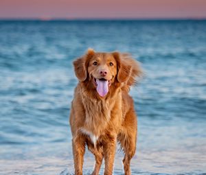 Preview wallpaper retriever, dog, pet, protruding tongue, sea