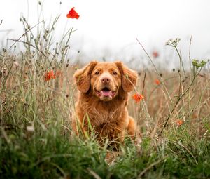 Preview wallpaper retriever, dog, protruding tongue, pet, flowers