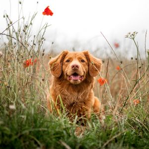 Preview wallpaper retriever, dog, protruding tongue, pet, flowers