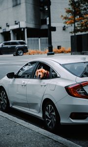Preview wallpaper retriever, dog, protruding tongue, car